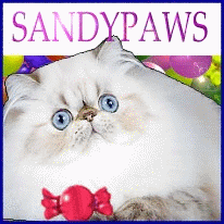 himalayan kittens
