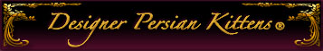 persian kitten images