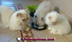 persian kittens healthy