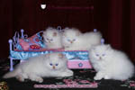 persian kittens