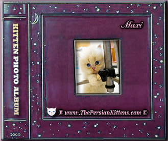 persian kittens image