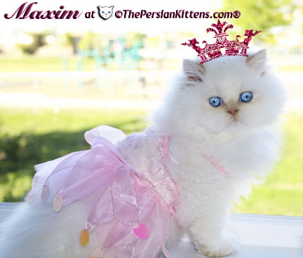 cream point persian kitten