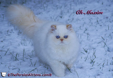 persian kitten Maxim