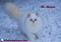 persian kitten