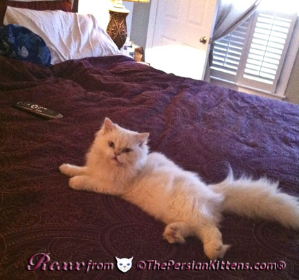 Pictures of Persian Kittens Maxi Jr.
