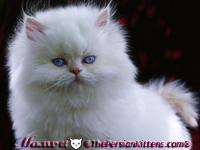 cream point persian himalayan