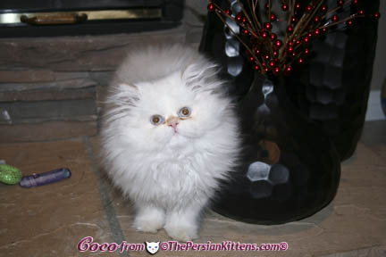Pictures of Persian Kittens 2