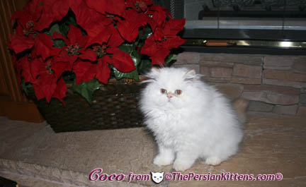 Pictures of Persian Kittens 2
