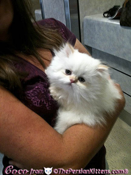 Pictures of Persian Kittens 2