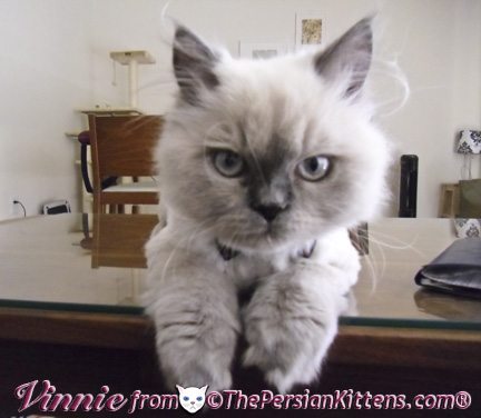 Persian Kittens Pictures