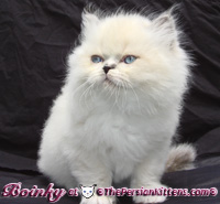 Persian Cat and persian kittens
