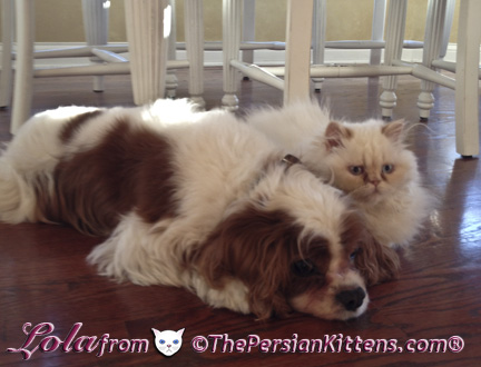persian kitten