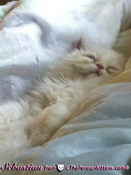 cream point persian kitten