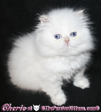 persian kitten 