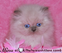 lilac point persian kitten