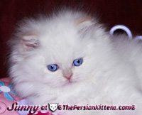 persian kittens Sunny in a hat