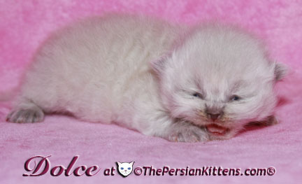 persian kitten