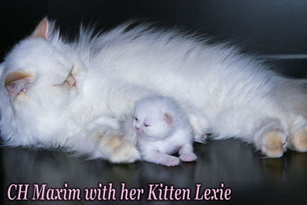 persian kitten