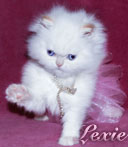 persian kittens Lexieis our Hello Kitty