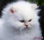 persian kittens Maxi Jr