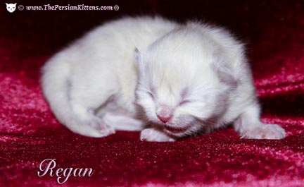 persian kitten