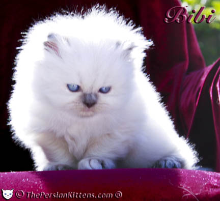 persian kitten pictures