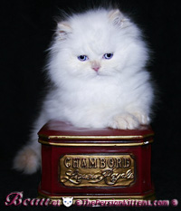 persian himalayan kitten