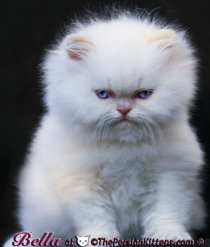 persian himalayan kitten