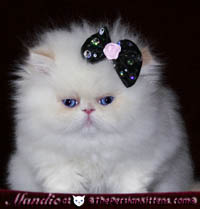persian kitten