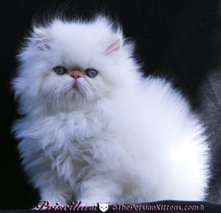 himalayan persian cats. Persian Kitten PRISCILLA