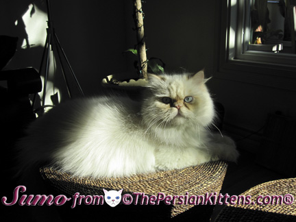 Persian Kittens Pictures