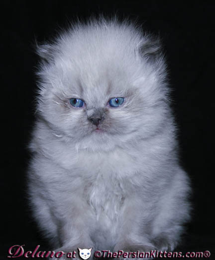 persian kitten