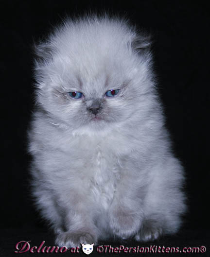 persian kitten