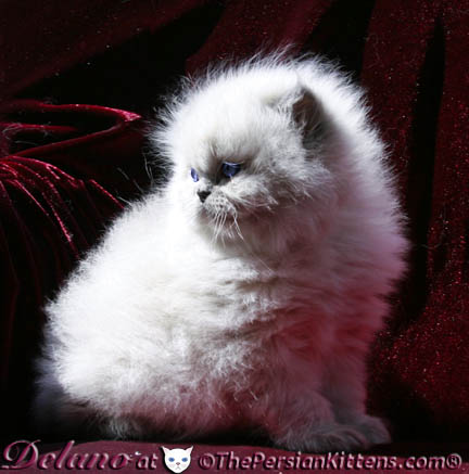 persian kitten