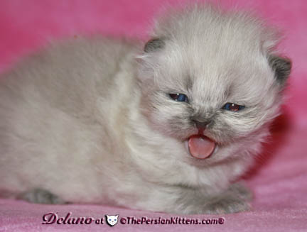 persian kitten