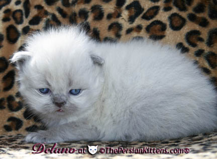 persian kitten