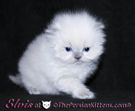 persian kitten