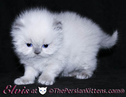 persian kitten