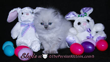 persian kitten