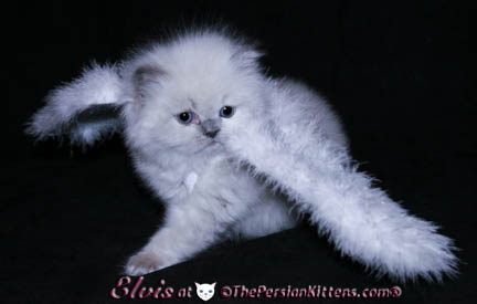 persian kitten