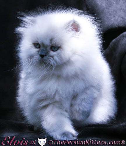 persian kitten