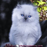 lilac point persian himalayan