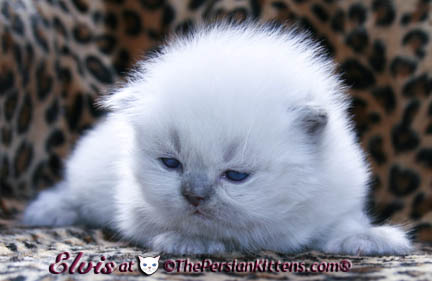 persian kitten