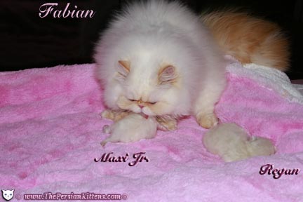 persian kitten