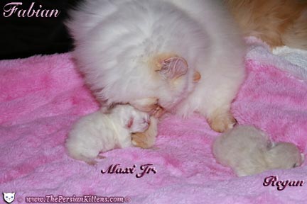 persian kitten