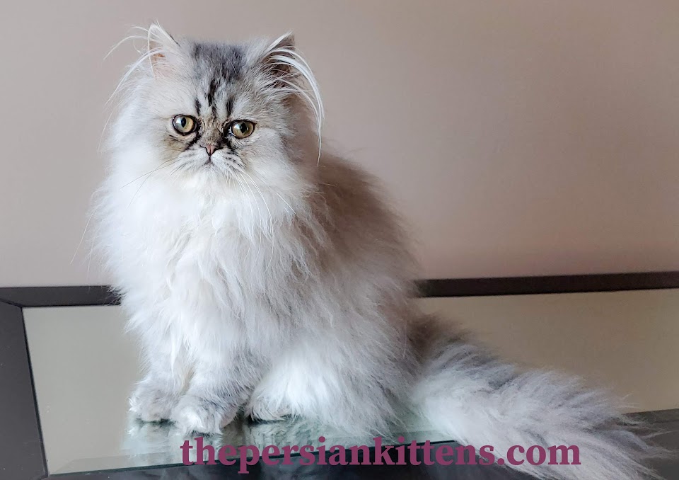 Kittens for Sale Near Me | Cats For Sale - The Persian Kittens