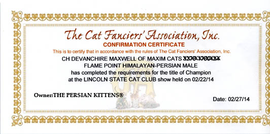 Persian Kittens Champion Maxim