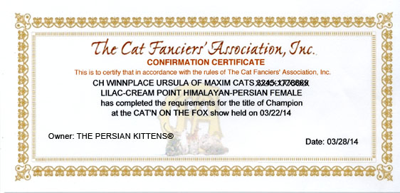 Persian Kittens Champion Maxim