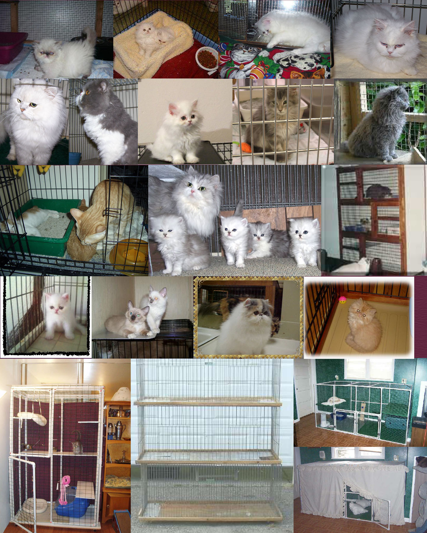Cats in Cages