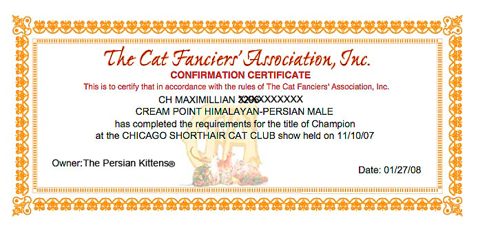 Persian Kittens CFA Champion